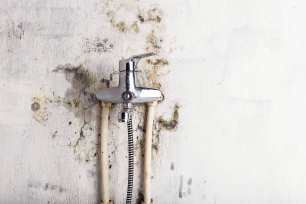Best Professional Mold Removal  in Eagar, AZ