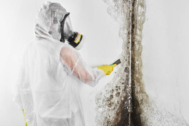 Best Mold Remediation Experts  in Eagar, AZ