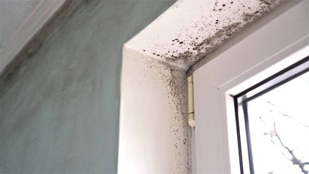 Best Same-Day Mold Removal  in Eagar, AZ