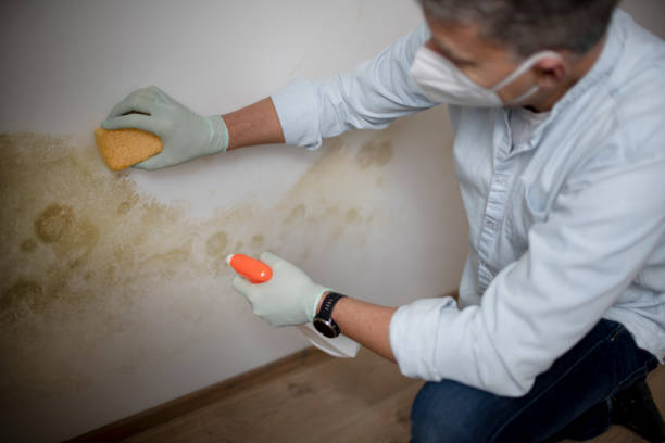Best Toxic Mold Removal  in Eagar, AZ