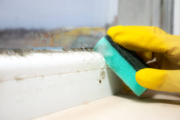 Best Commercial Mold Removal  in Eagar, AZ