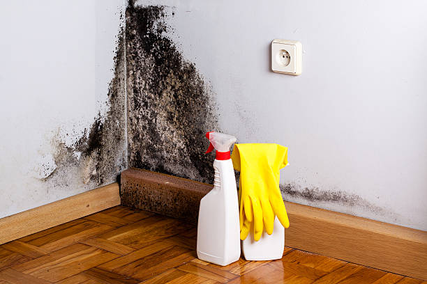 Best Home Mold Removal  in Eagar, AZ