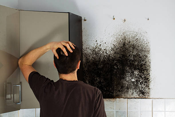 Best Emergency Mold Removal  in Eagar, AZ