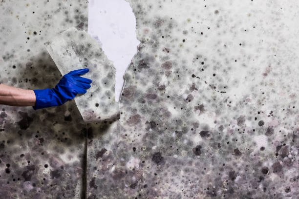 Best Office Mold Removal Services  in Eagar, AZ