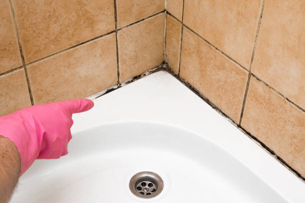 Best Same-Day Mold Removal  in Eagar, AZ
