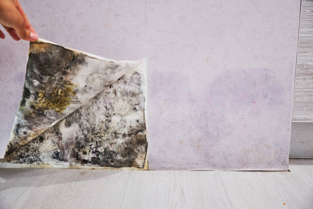 Best Local Mold Removal Service  in Eagar, AZ